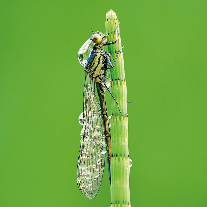 Wildlife Trust - Damselfly Card