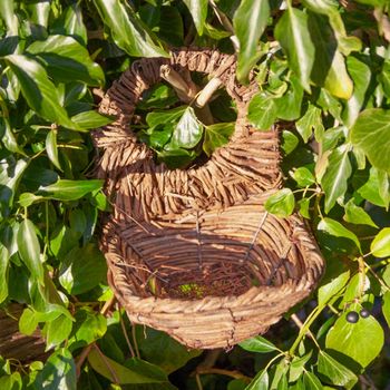 Wildlife World - Simon King Blackbird Nester