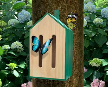 Kikkerland - Little Butterfly House