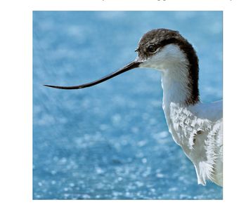 Wildlife Trust - Avocet Card