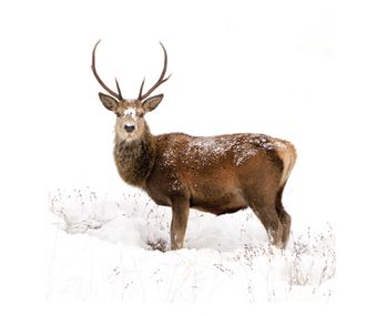 Wildlife Trust - Winter Stag - Blank Card