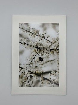 Sophie Bell - Bee Card