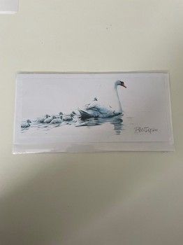 Paul Dyson - Mute Swan with young