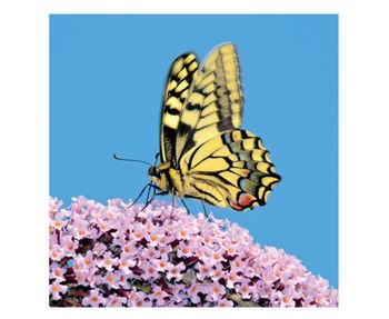 Wildlife Trust - Swallowtail Butterfly Card