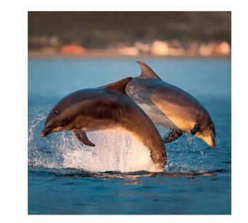 Wildlife Trust - Bottlenose Dolphins Card