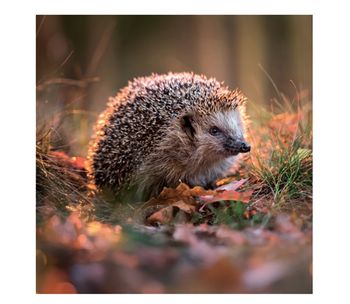 Wildlife Trust - Hedgehog