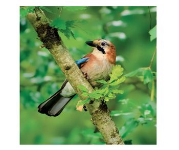 Wildlife Trust - Jay on Oak Card