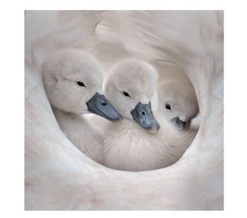 Wildlife Trust - Cygnets Card