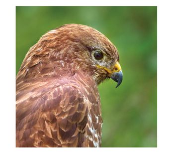 Wildlife Trust - Buzzard Card