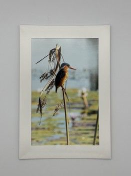 Sophie Bell - Kingfisher Card