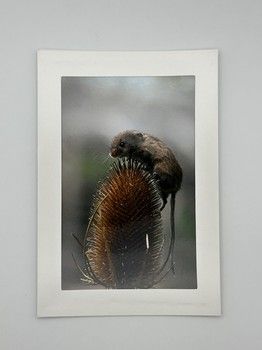 Sophie Bell - Mouse Card