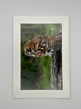 Sophie Bell - Owl Card