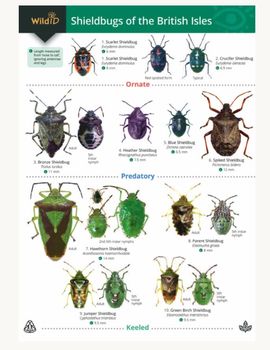 FSC - Shieldbugs of the British Isles