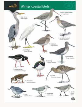 FSC - Winter Coastal Birds