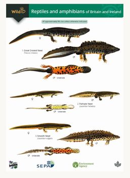 FSC - Reptiles and Amphibians of Britain and Ireland
