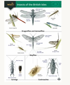 FSC - Insects of the British Isles