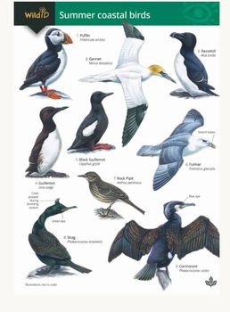 FSC - Summer Coastal Birds