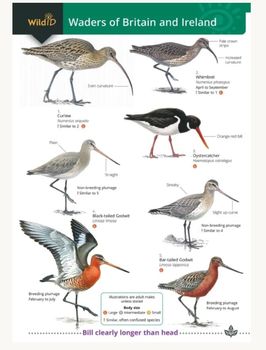 FSC - Waders of Britain and Ireland