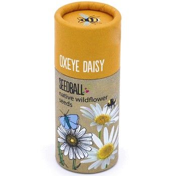 Seedball - Tube - Oxeye Daisy