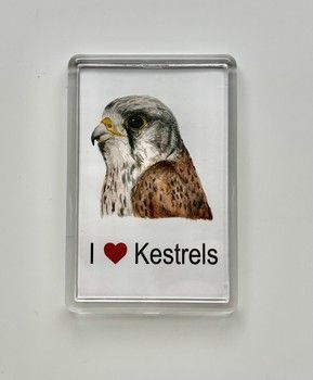 Jake Sexton - Kestrel - Fridge Magnet
