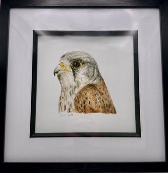 Jake Sexton - Kestrel - Framed Print