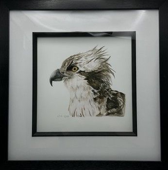Jake Sexton - Osprey - Framed Print