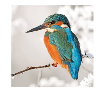 Wildlife Trust - Kingfisher Cards