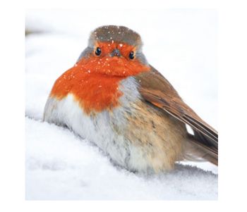 Wildlife Trust - Robin Cards