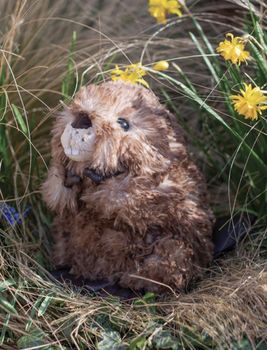 Wrendale - 'Chester Junior' Beaver Plush