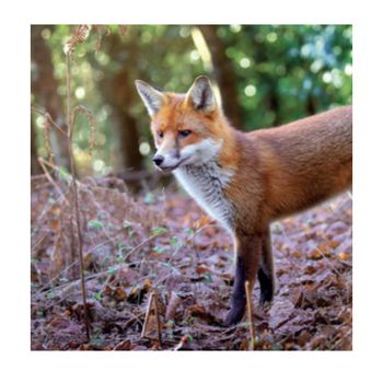 Wildlife Trust - Red Fox Card