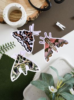 Ferne Creative - British Moth Vinyl Sticker Bundle