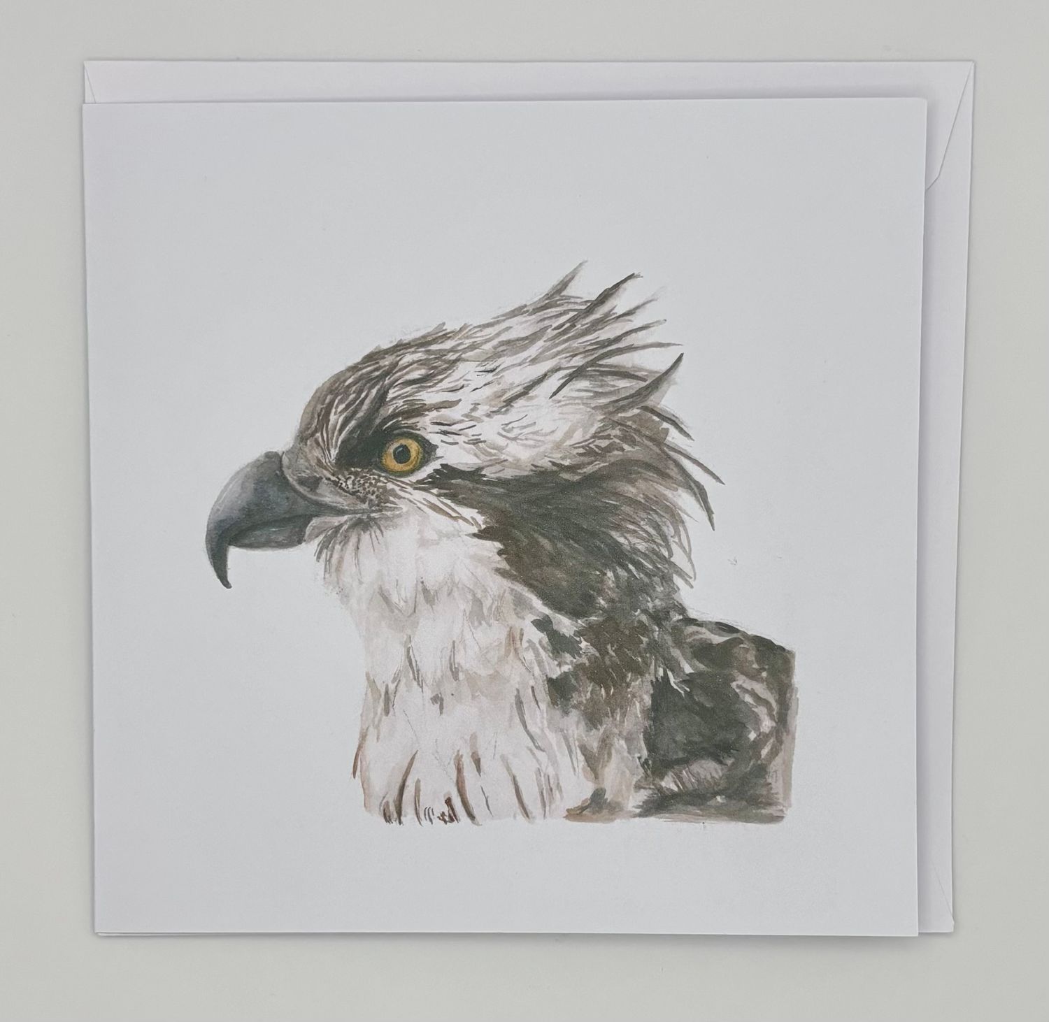 Jake Sexton - Osprey (Pandion haliaetus) - Greetings Card