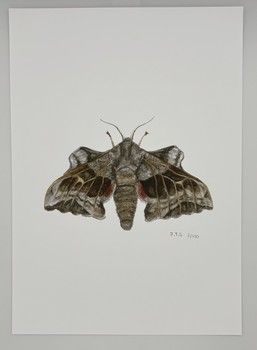 Jake Sexton - Poplar Hawk-Moth - Unframed Print