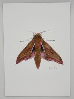 Jake Sexton - Elephant Hawk-Moth - Unframed Print