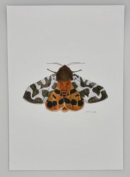 Jake Sexton - Garden Tiger Moth - Unframed Print