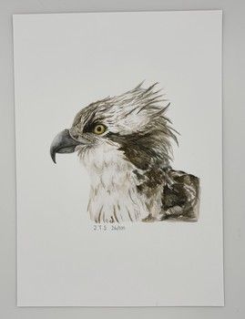 Jake Sexton - Osprey - Unframed Print