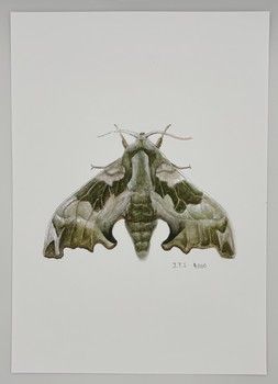 Jake Sexton - Lime Hawk-Moth - Unframed Print