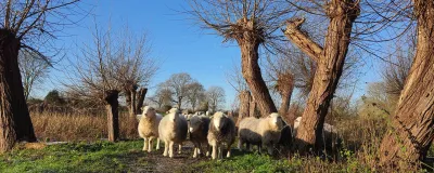 Lamb &amp; Beef Boxes