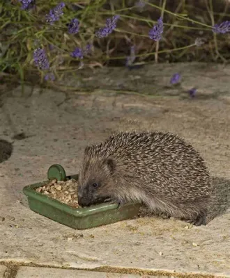 Hedgehog