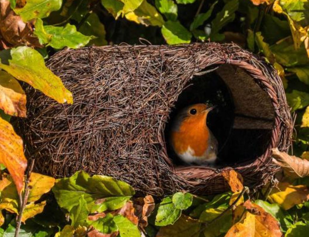 Wildlife World - Robin Nester