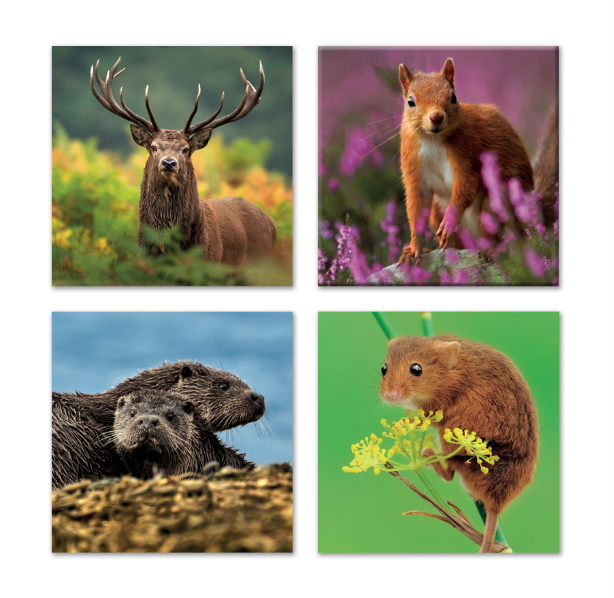 Wildlife Trust - British Mammals Note Card Set