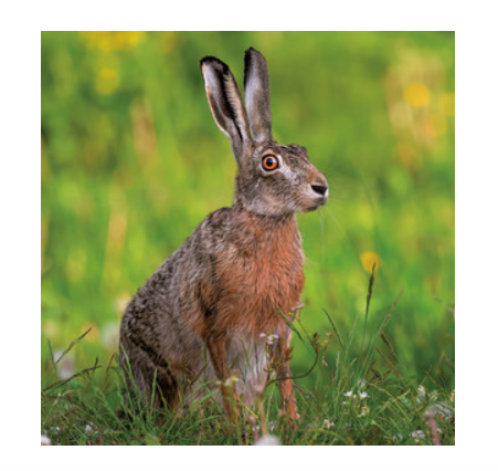Wildlife Trust - Brown Hare Green Card
