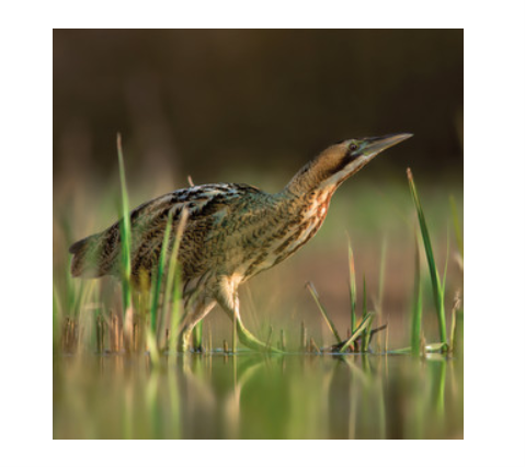 Wildlife Trust - Bittern Creeping Card