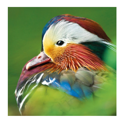 Wildlife Trust - Mandarin Duck Card