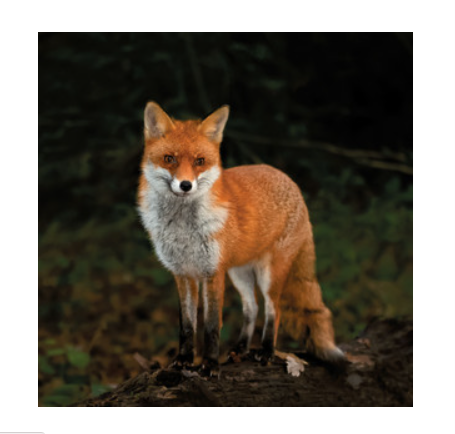 Wildlife Trust - Red Fox Card