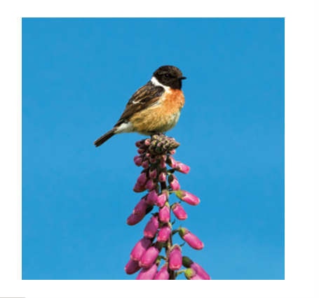 Wildlife Trust - Stonechat Card