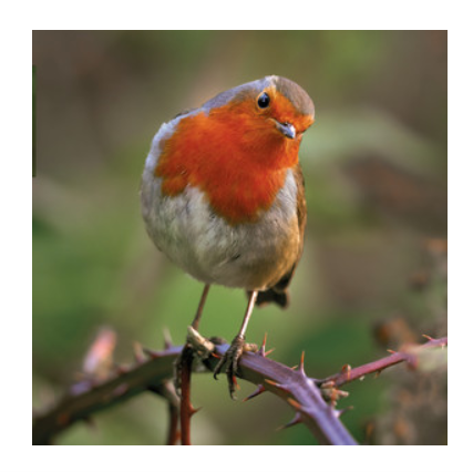 Wildlife Trust - Robin on Bramble Card