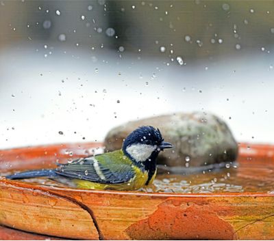 Feeders &amp; Baths