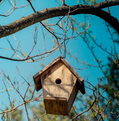 Wildlife Homes