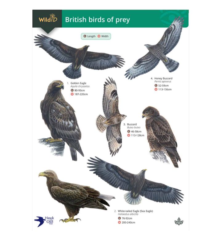 FSC - British Birds of Prey